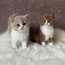 Клубные британские котята (фото #2)
