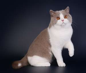 Британский кот (2 фото из 3)