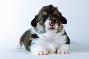 Pembroke welsh corgi kutsikad (4 foto / 7)