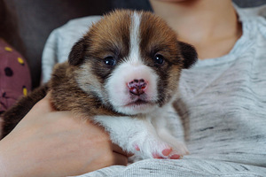Pembroke welsh corgi kutsikad (5 foto / 7)