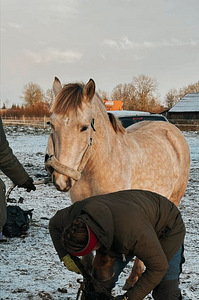 UUT KODU OTSIB EESTI TOUGU POISS RUUDI!🐴 (4 foto / 7)