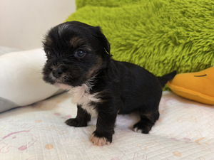 Blue merle yorki kutsikad (8 foto / 8)