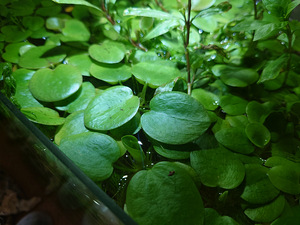 Ujuv akvaariumitaim "Amazon Frogbit" (Limnobium laevigatum) (2 foto / 3)