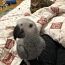 Попугай жако (африканский серый) (фото #3)