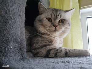 Шотландский прямоухий (3 фото из 4)