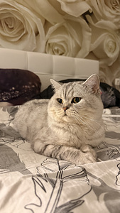 Шотландский прямоухий (2 фото из 4)