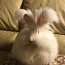 Кролики (фото #1)