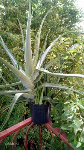 Лечебное, испанское растение "Алоэ"® (фото #3)