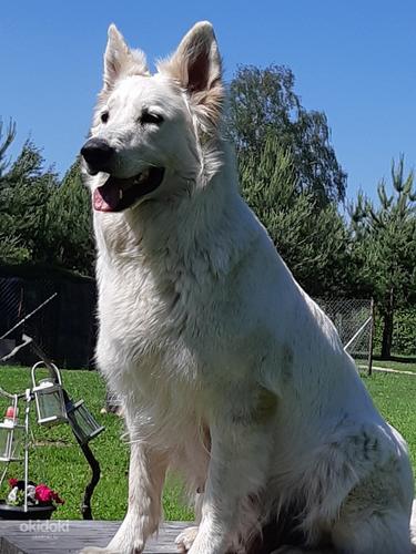 Baltie šveices aitu suņi (foto #4)