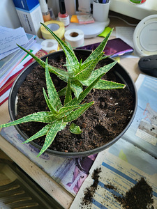Aloe soaliensis - Aloe somamelenzis (1 foto / 2)