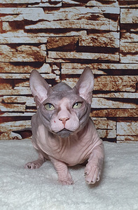 Don sphynx (1 foto / 2)
