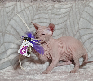 Don sphynx (2 foto no 2)