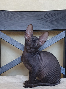 Don sphynx