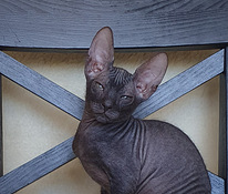 Don sphynx