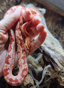 Panterophis guttatus (4 foto no 10)