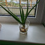 Aloe Vera + 1 Тысячелетние. (фото #2)