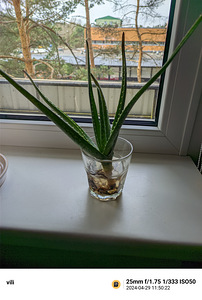 Aloe Vera + 1 Millennial. (2 foto / 2)