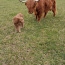Lehm ja vasikas (foto #5)