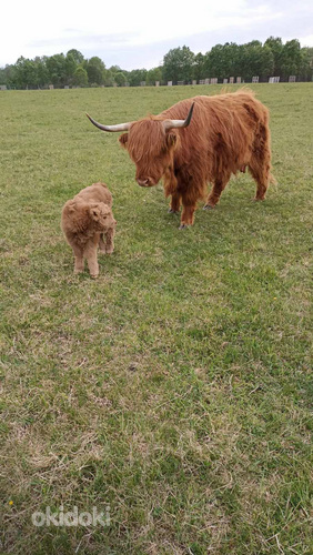 Lehm ja vasikas (foto #5)