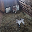 Домашние козы (фото #1)