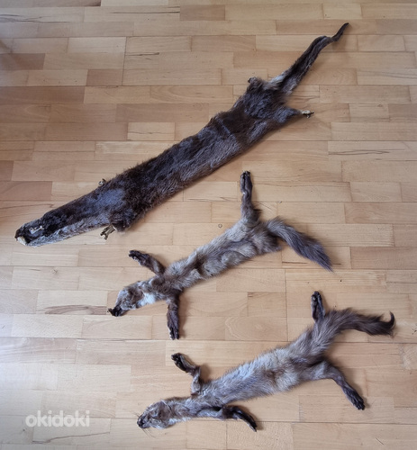Шкуры животных