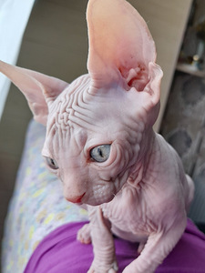 Котята сфинкса (1 фото из 6)