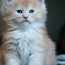 Котята Мейн-кун (фото #2)