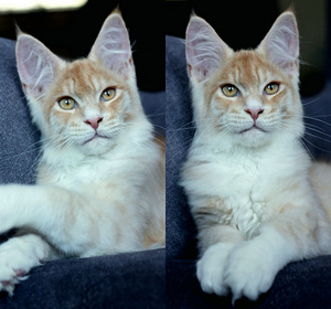 Котята мейн кун (2 фото из 4)
