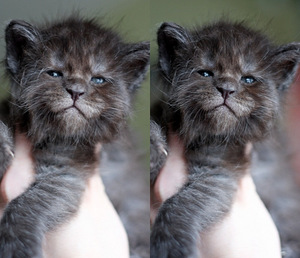 Котята мейн кун. (4 фото из 4)