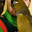 Скалистый попугай (фото #3)