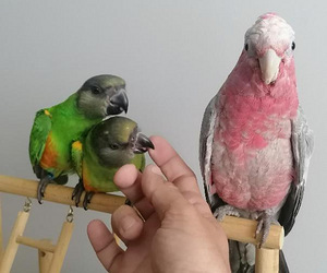 Müüa Senegali papagoi tibud (7 foto / 8)