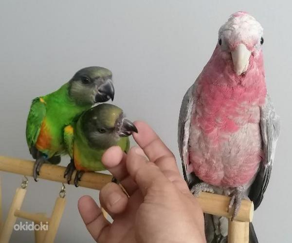 Müüa Senegali papagoi tibud (foto #7)