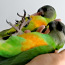 Продается птенцы Сенегальского попугая (фото #4)