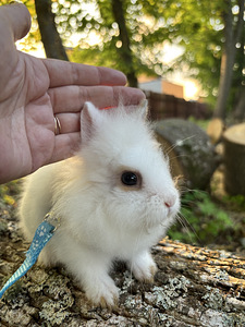 Müüa lõvilakk kääbusküülikud. (7 foto / 10)
