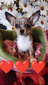 Chihuahua (1 foto / 3)