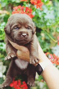 Labradori retriiver (8 foto / 8)