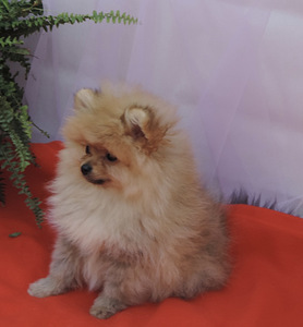 Померанский шпиц (3 фото из 8)