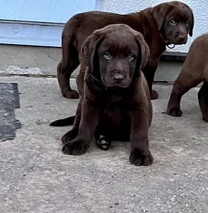 Labradori retriiver (2 foto / 10)