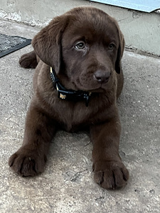 Labradori retriiver (8 foto / 10)