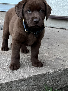 Labradori retriiver (9 foto / 10)