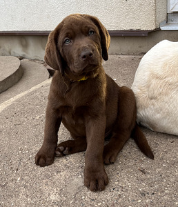 Labradori retriiver (1 foto / 9)
