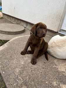 Labradori retriiver (2 foto / 9)