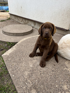 Labradori retriiver (3 foto / 9)
