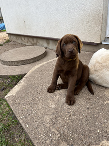 Labradori retriiver (4 foto / 9)