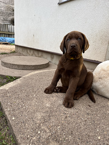 Labradori retriiver (7 foto / 9)