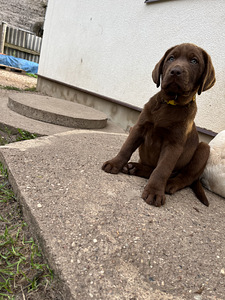 Labradori retriiver (9 foto / 9)
