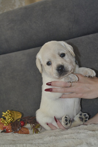 Labradori retriiver (4 foto / 10)