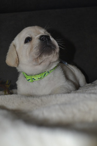 Labradori retriiver (5 foto / 10)