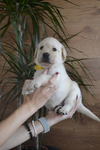 Labradori retriiver (8 foto / 10)