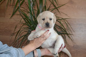 Labradori retriiver (9 foto / 10)